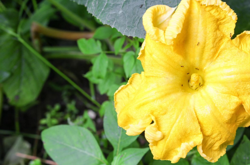 Ants on Pumpkin Flower 1